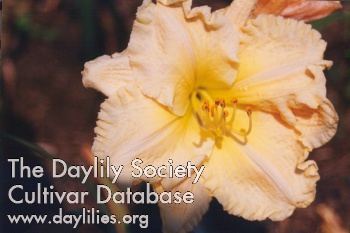 Daylily Caribbean Whipped Cream